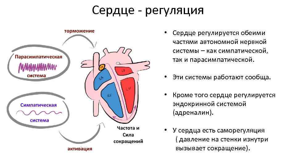 Деятельность сердца регулируется