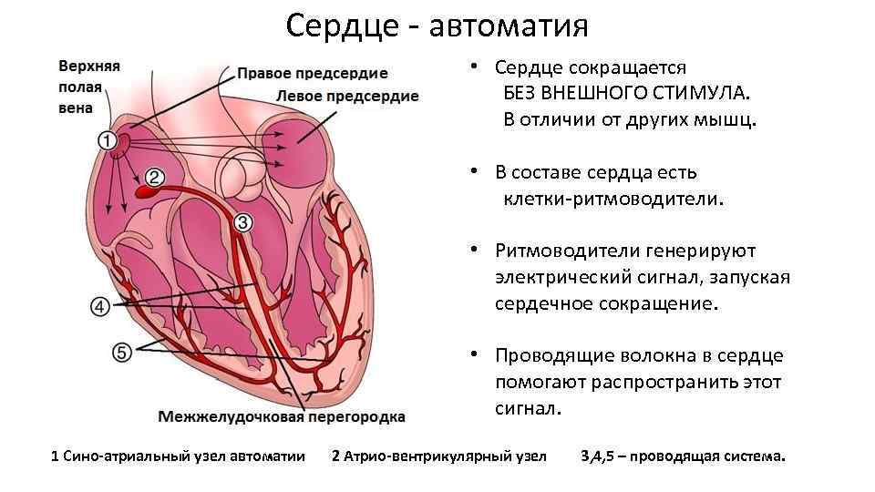 Проводящая система сердца механизм автоматии сердца презентация