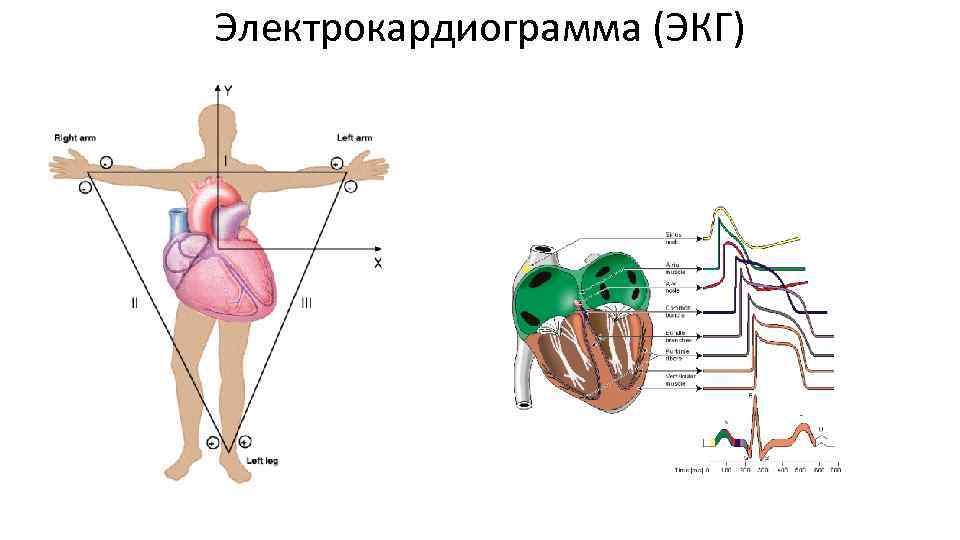 Электрокардиограмма (ЭКГ) 