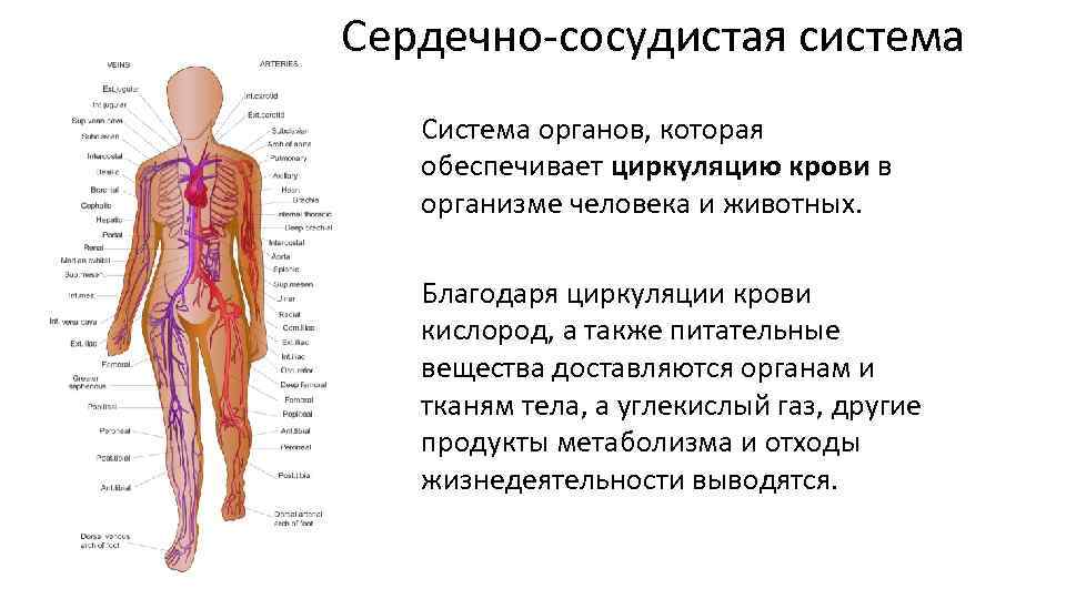 Сосудистая система человека. Сердечно сосудистая система. Органы сердечно-сосудистой системы человека. Сердечно-сосудистая система обеспечивает. Органы ССС человека.