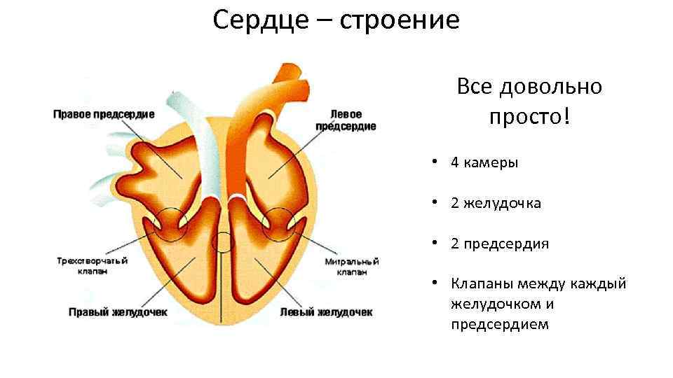 Правое предсердие отделено от правого желудочка. Строение сердца желудочки предсердия. Желудочки и предсердия сердца схема. Сердце желудочки и предсердия клапаны. Строение предсердий и желудочков.