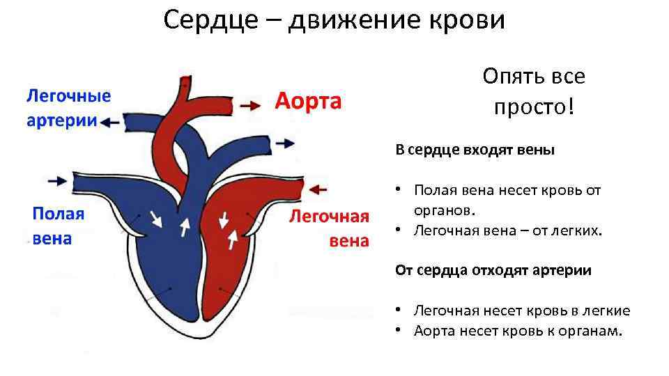 Венозная и артериальная кровь в сердце схема. Строение сердца кровь. Кровеносные сосуды аорта легочные артерии легочные вены