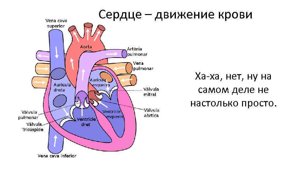 Сердце – движение крови Ха-ха, нет, ну на самом деле не настолько просто. 