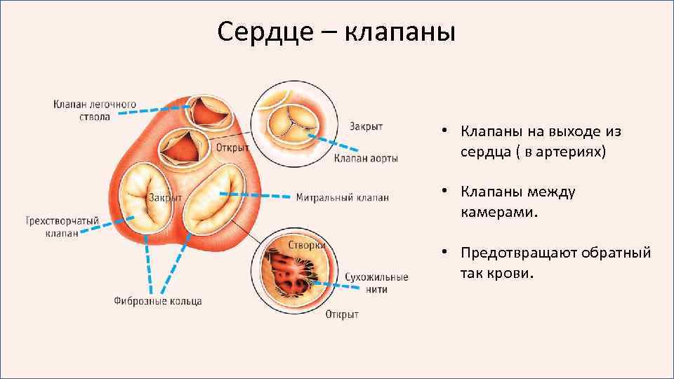 Виды клапанов сердца