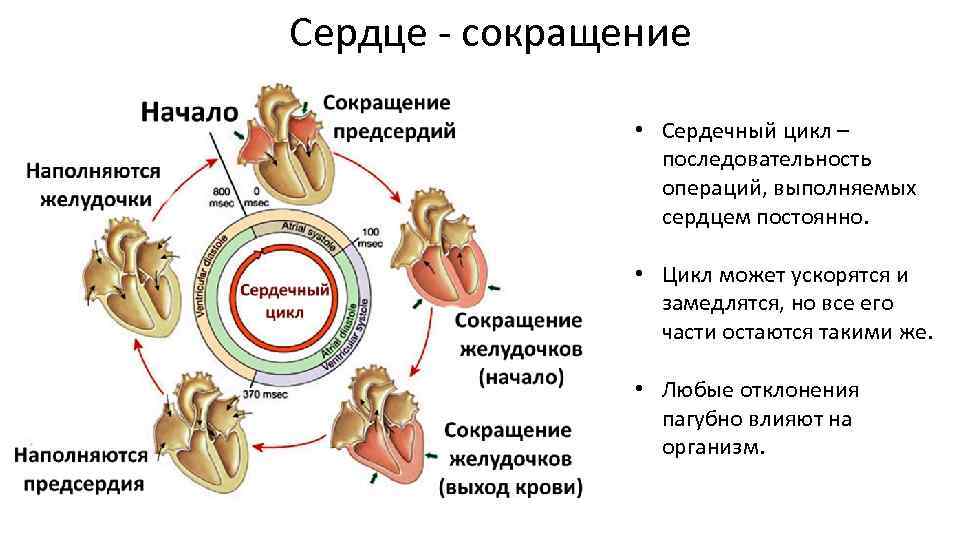 Постоянный цикл