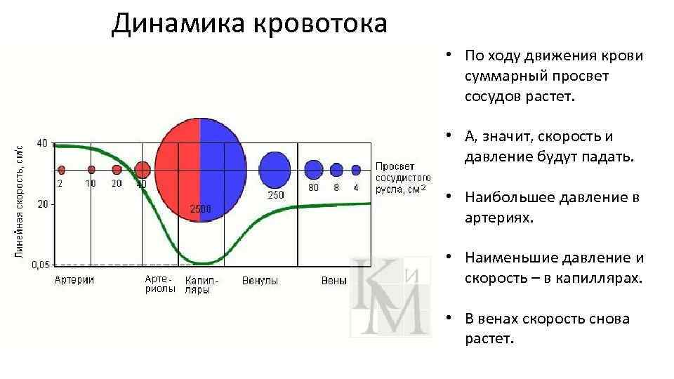 График изменения суммарного просвета сосудов. Суммарный просвет кровеносных сосудов. Скорость движения крови в капиллярах. Графики изменения давления и скорости движения крови.