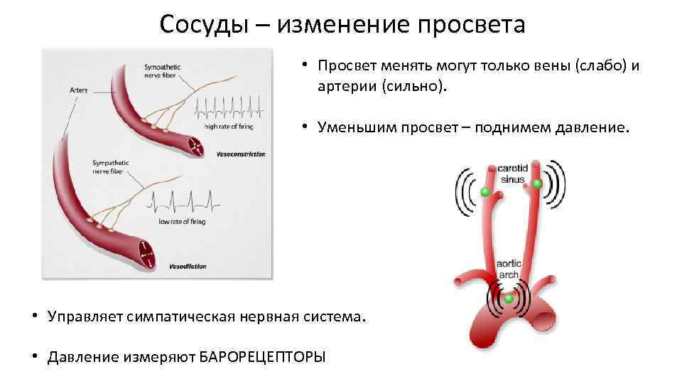 Как изменяется просвет артерий