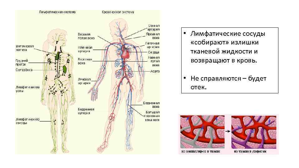 Лимфа тесты. Кровеносная и лимфатическая система человека схема. Схема кровеносной и лимфатической системы. Сосуды лимфатической системы. Сосудистая система лимфообращения.