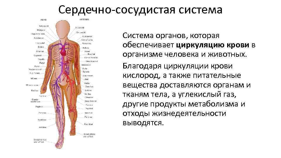 Любой орган в организме. Системы органов. Системы органов организма человека. Система органов человека кратко. Системы органов человека 8 класс биология.