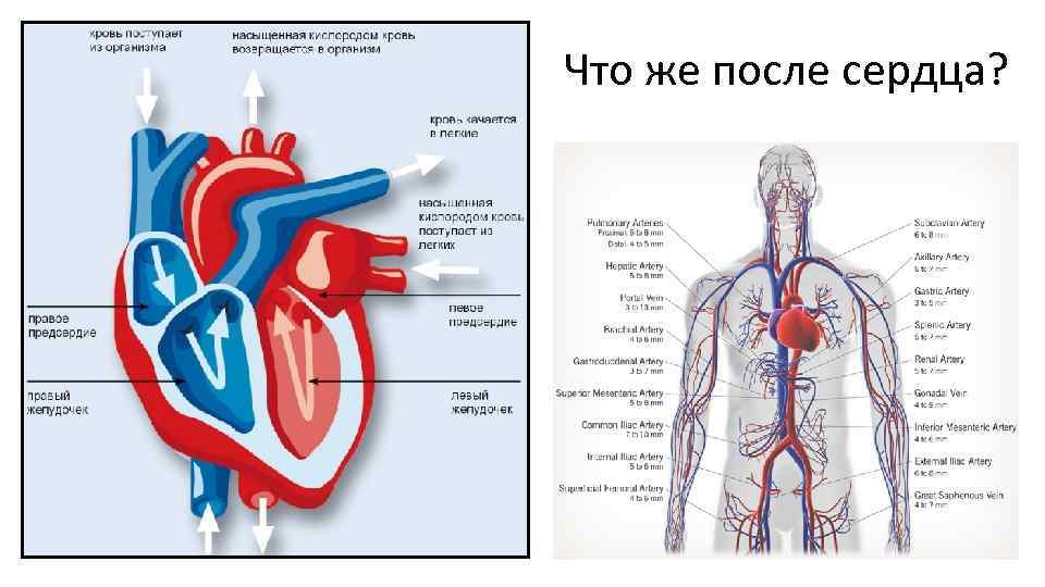 Что же после сердца? 