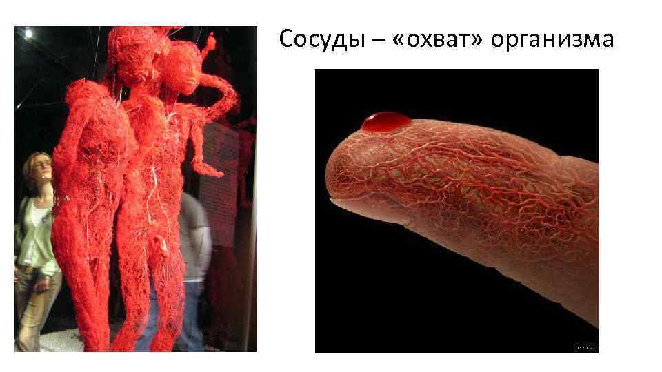 Сосуды – «охват» организма 