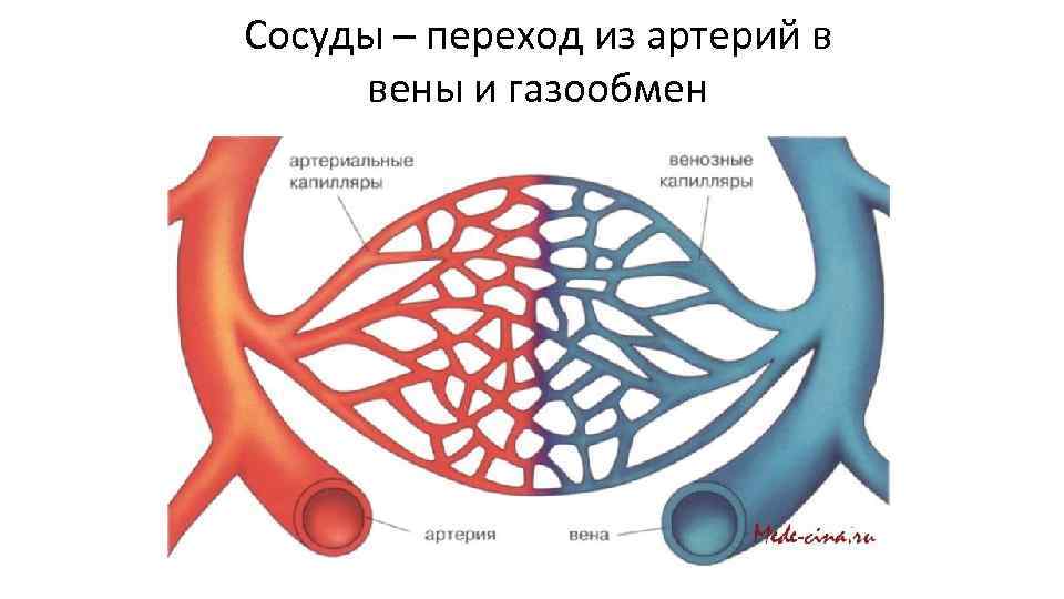Капилляры сосуда варфрейм. Сосуды артерии вены капилляры. Сосуд строение артерия Вена. Строение артерии вены и капилляры.
