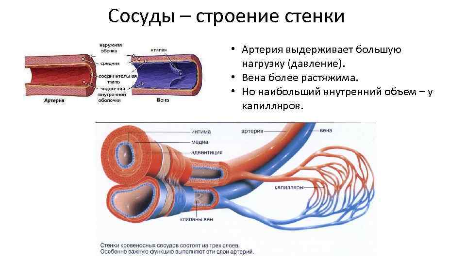 Артерии вены капилляры слои. Строение сосудов кровеносной системы человека анатомия. Строение сердечно-сосудистой системы. Кровеносные сосуды. Строение артерий и вен анатомия. Строение кровеносных сосудов артерии.