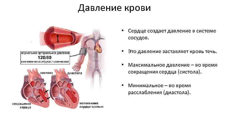 Несет кровь к предсердию. Давление крови. Давление в сосудах сердца. Давление в кровеносной системе. Давление крови в сердце.