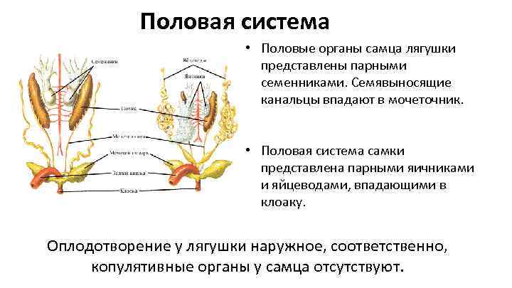 Половыми называю