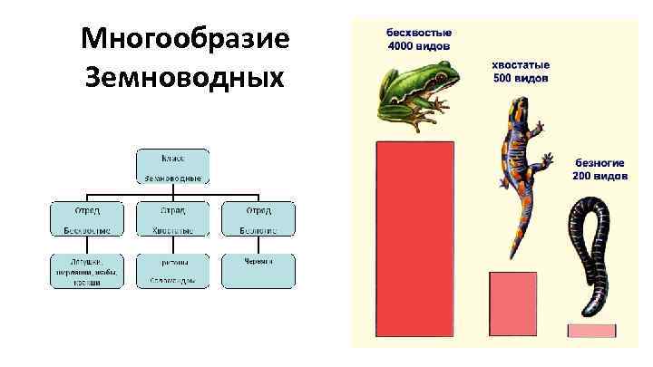 Многообразие Земноводных 