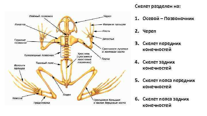 Скелет разделен на: 1. Осевой – Позвоночник 2. Череп 3. Скелет передних конечностей 4.