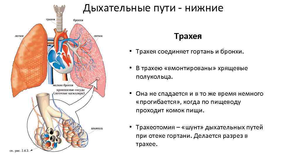 Бронхи легкие анатомия. Бронхи анатомия человека строение. Строение бронхов человека. Трахея бронхи бронхиальное дерево. Лёгкие и бронхи анатомия строение человека.