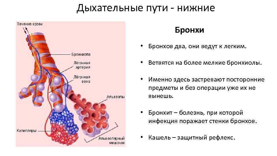 Строение стенки бронхов кратко