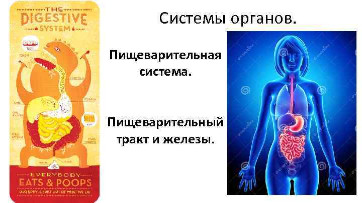 Системы органов. Пищеварительная система. Пищеварительный тракт и железы. 