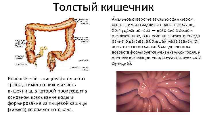 Толстый кишечник Анальное отверстие закрыто сфинктером, состоящим из гладких и полосатых мышц. Хотя удаление