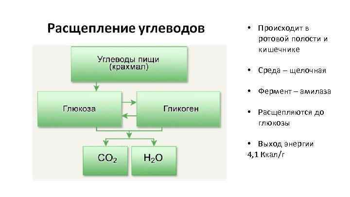  • Происходит в ротовой полости и кишечнике • Среда – щелочная • Фермент