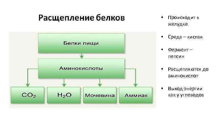  • Происходит в желудке • Среда – кислая • Фермент – пепсин •