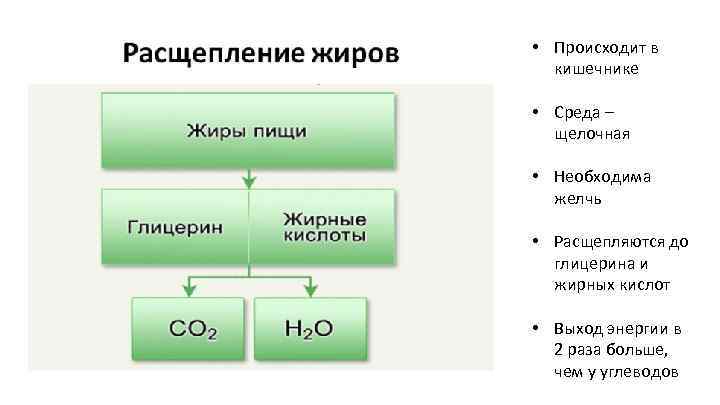  • Происходит в кишечнике • Среда – щелочная • Необходима желчь • Расщепляются
