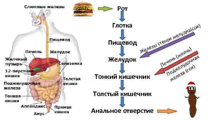 Составьте схему поступления и перемещения пищи по пищеварительному тракту птицы исключив лишнее