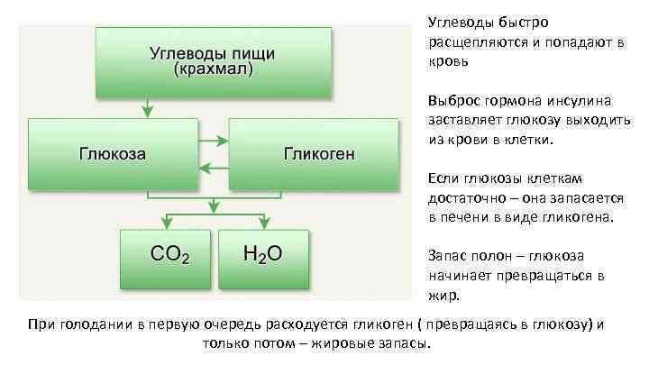 Углеводы быстро расщепляются и попадают в кровь Выброс гормона инсулина заставляет глюкозу выходить из