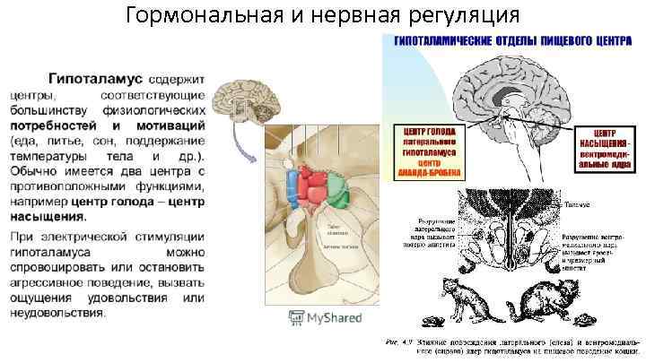 Нервно эндокринная регуляция