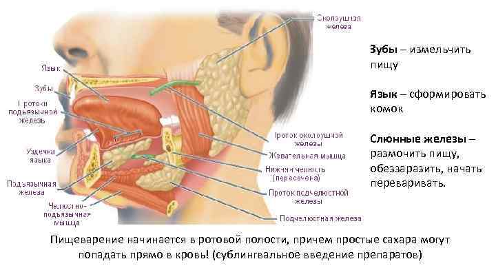 Зубы – измельчить пищу Язык – сформировать комок Слюнные железы – размочить пищу, обеззаразить,