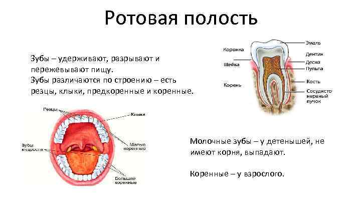 Органы расположенные в ротовой полости. Биология 8 класс пищеварение в ротовой полости схема. Строение пищеварительной системы ротовая полость. Ротовая полость строение и функции. Пищеварение в ротовой полости строение и функции зубов.