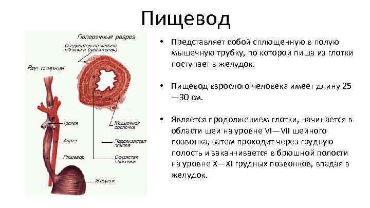 Строение пищевода биология 8. Пищевод строение и функции. Строение стенки пищевода анатомия.