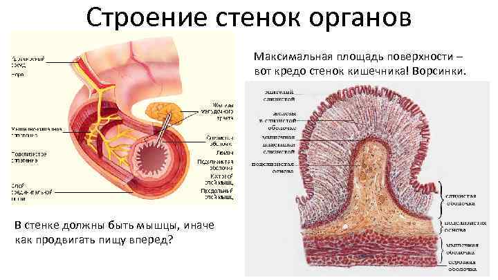 Строение стенок органов Максимальная площадь поверхности – вот кредо стенок кишечника! Ворсинки. В стенке