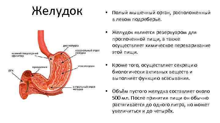 После еды подреберье