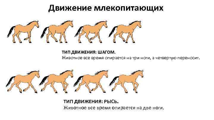 Органы опоры движения животных. Способы передвижения млекопитающих 7 класс. Способы хождения млекопитающих. Способы передвижения млекопитающих таблица. Органы движения млекопитающих.