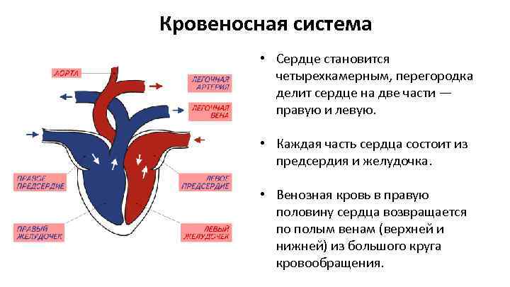 Какая кровь содержится в правой половине сердца. Кровеносная система сердца. Строение сердца птиц. Строение сердца млекопитающих. Артериальная кровь в серд.