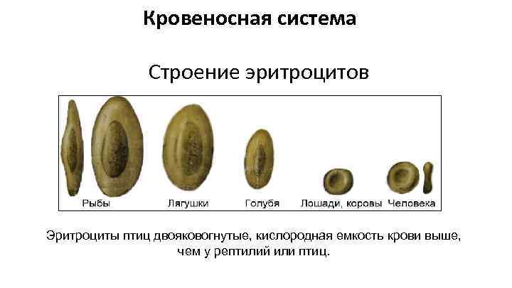 Кровеносная система Строение эритроцитов Эритроциты птиц двояковогнутые, кислородная емкость крови выше, чем у рептилий