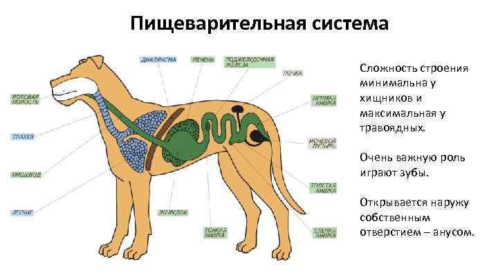 Пищеварительная система Сложность строения минимальна у хищников и максимальная у травоядных. Очень важную роль