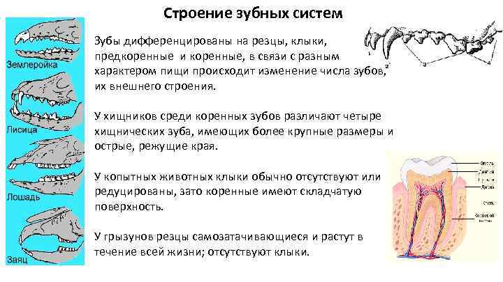 На диаграмме показано число зубов у некоторых млекопитающих сколько зубов у большеухой лисицы