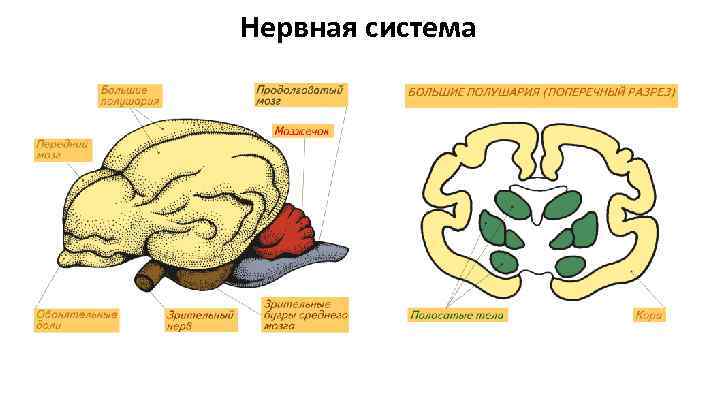 Нервная система 