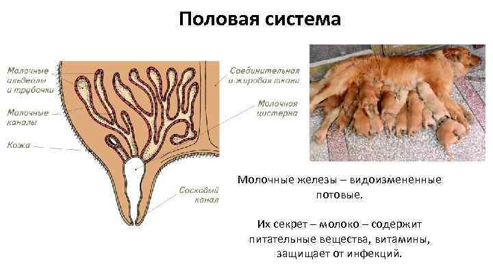 Женский половой орган млекопитающих. Молочные железы млекопитающих. Железы млекопитающих схема. Млечные железы млекопитающих. Строение желез млекопитающих.