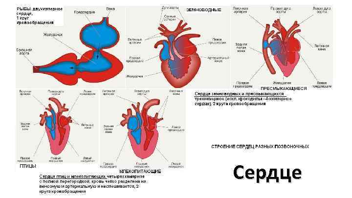 Сердце 