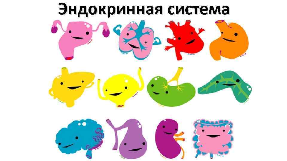 Эндокринная система 