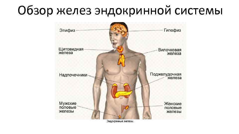 Обзор желез эндокринной системы 