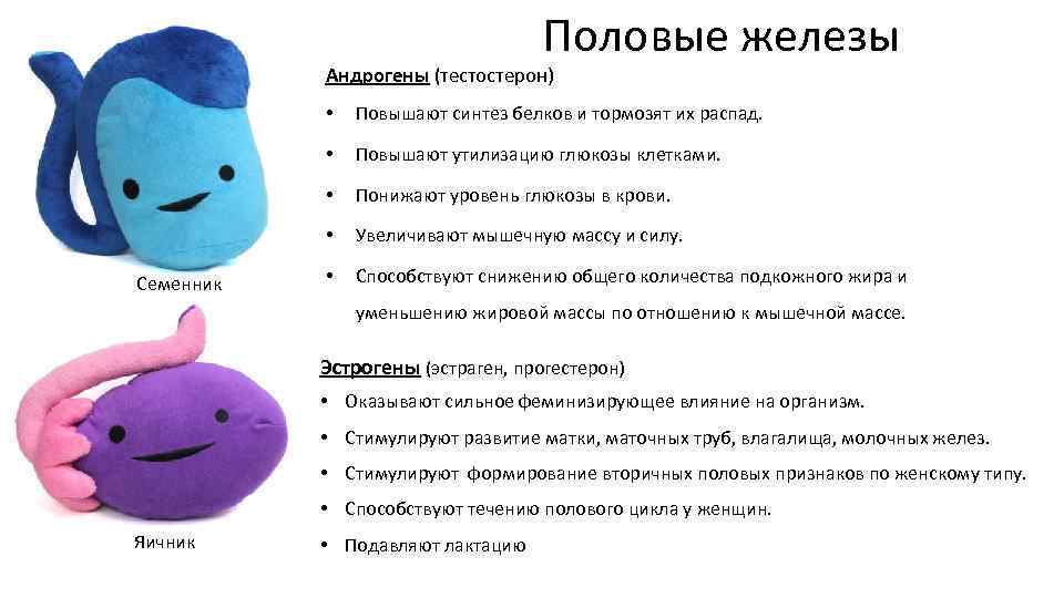 Половые железы Андрогены (тестостерон) • • Повышают утилизацию глюкозы клетками. • Понижают уровень глюкозы