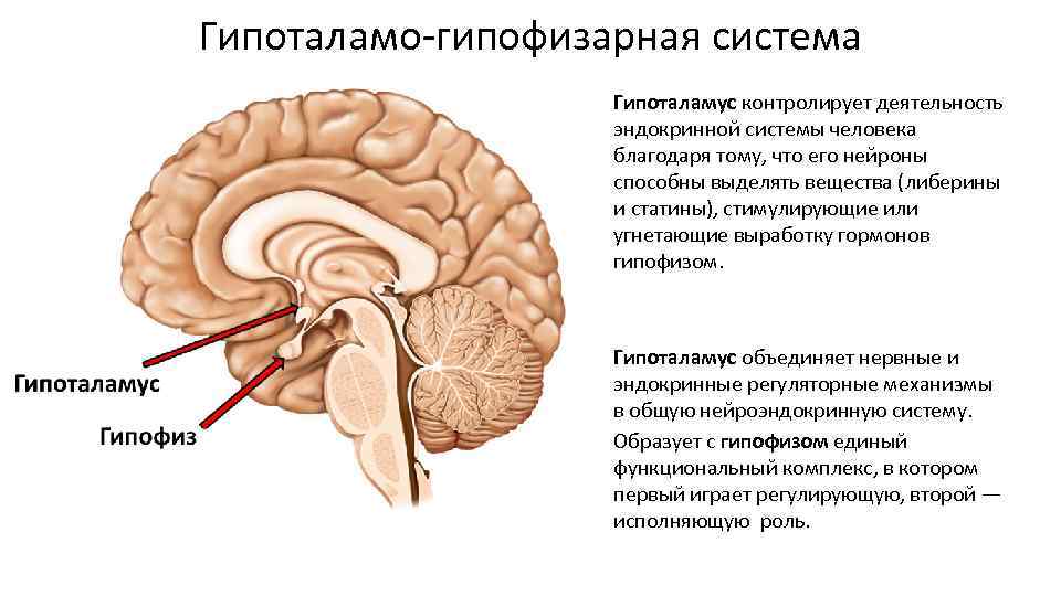 Строение эндокринной системы человека схема