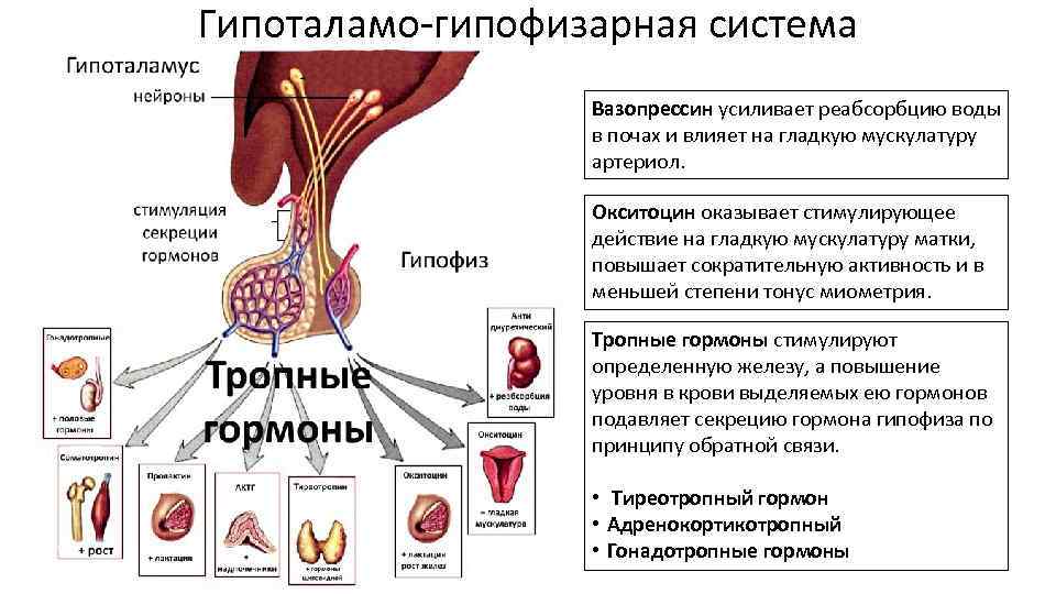 Гипоталамо гипофизарная система схема