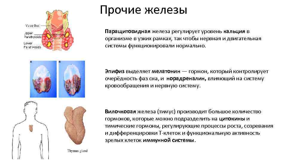 Паращитовидные железы гормоны. Железы внутренней секреции паращитовидная железа. Функции гормонов паращитовидной железы физиология. Гормоны эпифиза, тимуса, паращитовидных желез. Строение и роль в организме паращитовидных желез.